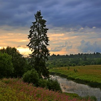 Старая ель.