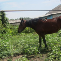 Единственная лошадь в селе в семье Макаровых