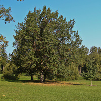 Александровский парк