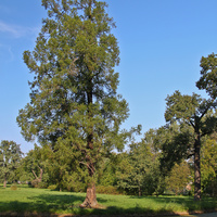 Александровский парк