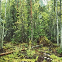 Ожгинский лес