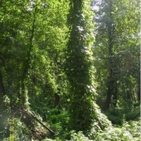 "Захмелевшее" дерево в лесу за деревней Стенинская