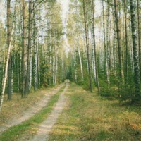 В лесу за деревней Халтурино по дороге к селу Пашнево