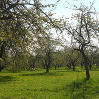 Весенний яблоневый сад