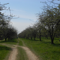 дорога ведущая через яблоневый сад на кладбище