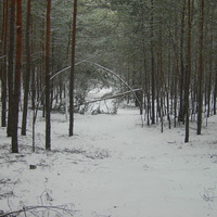 Прилипка. Зимний лес
