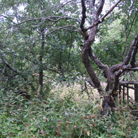 Старый сад 2014 г.