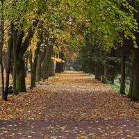 Аллея в Дворцовом парке