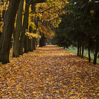 Аллея в Дворцовом парке