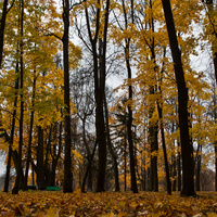 Дворцовый парк