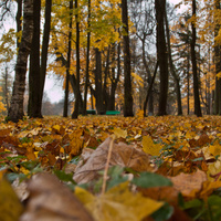 Дворцовый парк