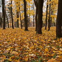 Дворцовый парк