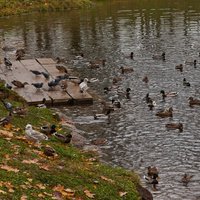 Карпин пруд