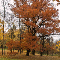 Дворцовый парк