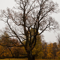 Дворцовый парк