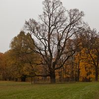 Дворцовый парк