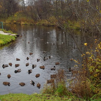 утки в пруду, санаторий, 2014 год