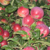 яблочный урожай