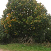 Старое дерево в Заборочье