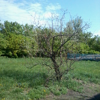 дерево на школьном дворе