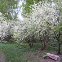 вишня цветёт-май