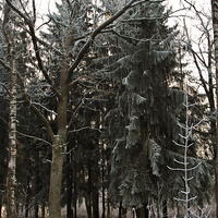 Александровский парк