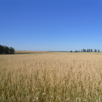 Русское поле в Сураве.