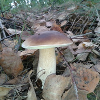 гриби біля ставка в Ступно