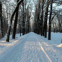 Аллея в зимнем парке