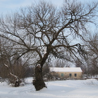 Верба у магазина.