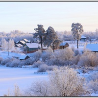 Старые сосны.