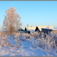 Береза у дороги.