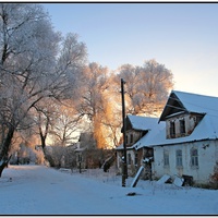 Старые ветлы.