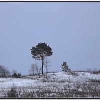 Сосна на склоне.