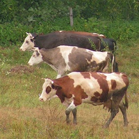 Корови повертаються з пасовища
