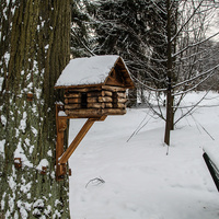 В Павловском парке