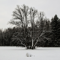 Павловский парк
