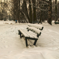 В Павловском парке