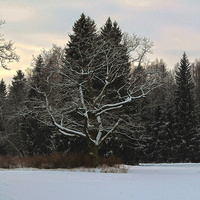 Павловский парк