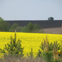 жёлтое поле