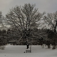 В Павловском парке
