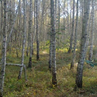 Чудовий ліс біля села Термахівка