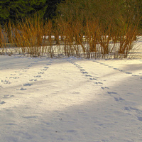 Екатерининский парк