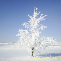 Хрустальное дерево зимой