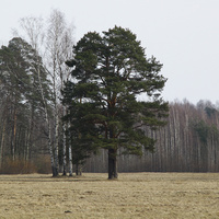 Павловский парк