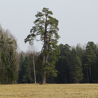 Павловский парк