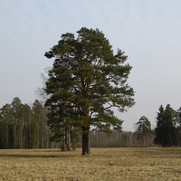 Павловский парк