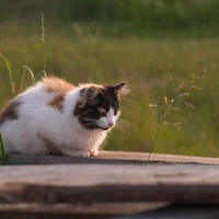 Домашняя кошка - жительница села.