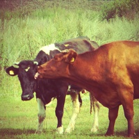Новосельские коровки (ферма)