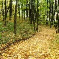 осінь2 012 у лісі